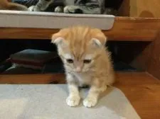 マンチカン【静岡県・男の子・2017年8月23日・レッドタビー】の写真1「階段が少し怖い弱虫です」