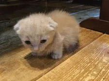 マンチカン(短足)【静岡県・女の子・2019年8月10日・クリームタビー】の写真2