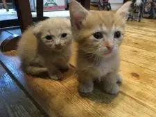 マンチカン(短足)【静岡県・女の子・2019年8月10日・クリームタビー】の写真3