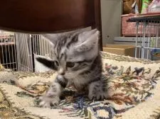 アメリカンショートヘア【静岡県・女の子・2021年4月26日・シルバータビー】の写真4