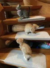 マンチカン【静岡県・男の子・2017年8月23日・レッドタビー】の写真4「兄弟で階段のぼる練習です。」