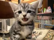 アメリカンショートヘア【静岡県・女の子・2021年4月26日・シルバータビー】の写真5