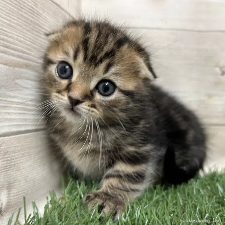 ID:2501-01191の子猫
