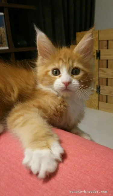 ID:1805-01317の子猫