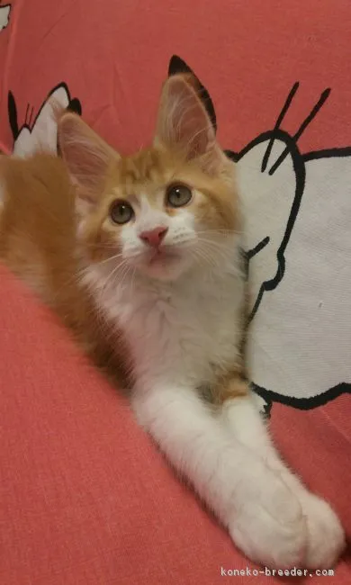 ID:1804-00042の子猫