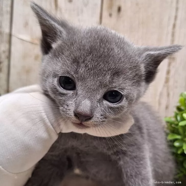 ID:2401-02403の子猫