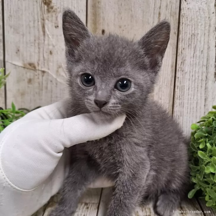 ID:2405-02484の子猫