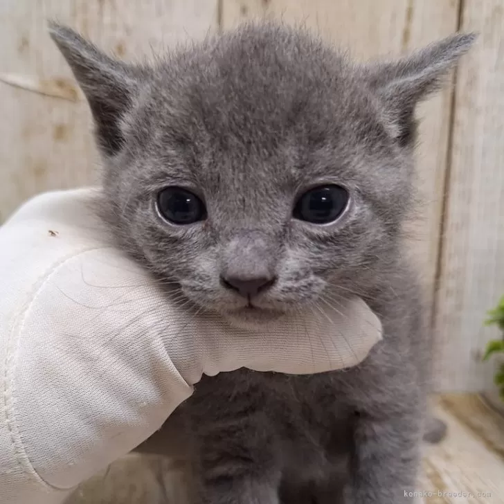 ID:2401-01829の子猫