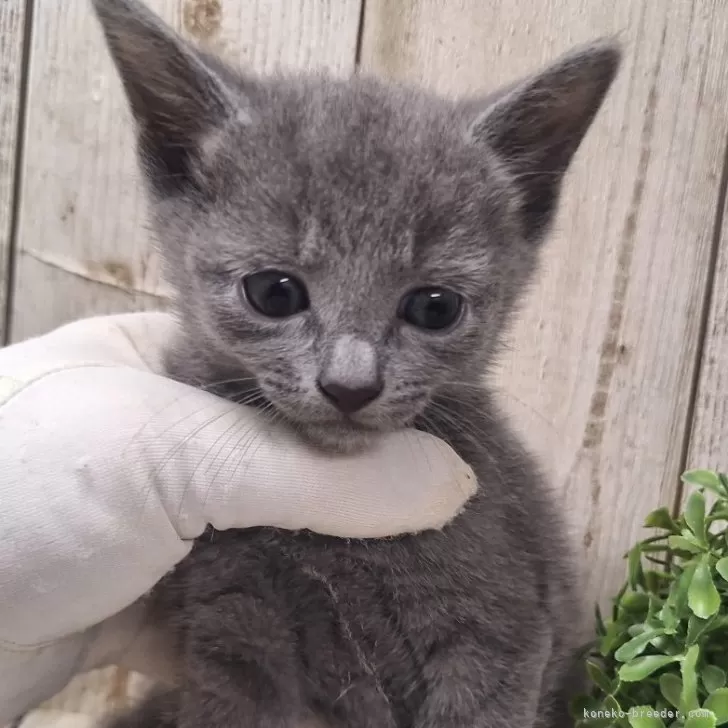 ID:2410-03068の子猫
