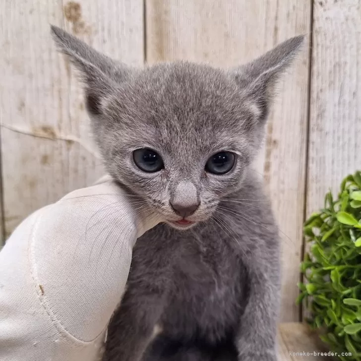 ID：2405-00677の子猫