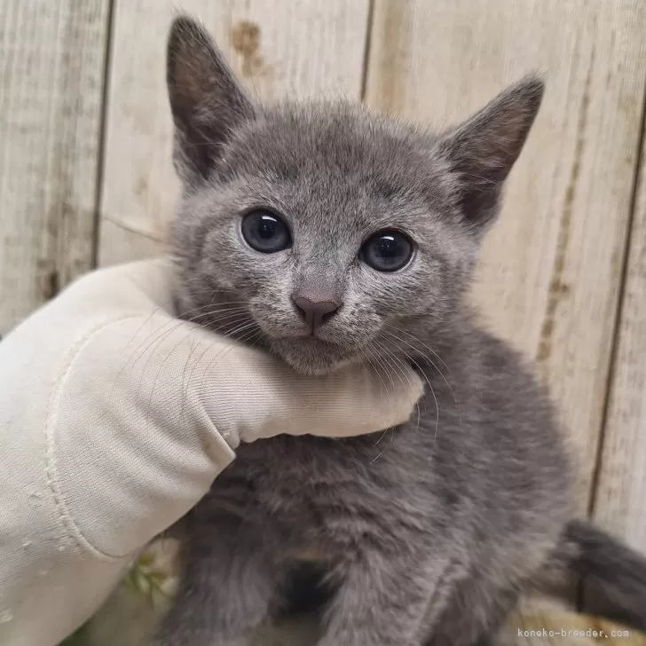 ID：2403-00902の子猫
