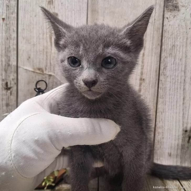 ID:2409-00962の子猫