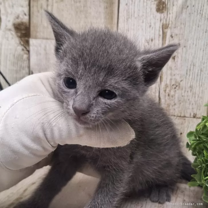 ID:2409-00961の子猫