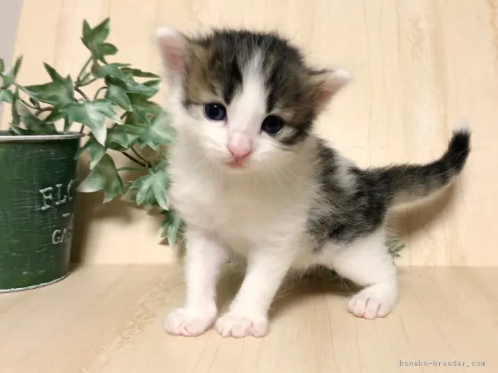 ID：1807-01388の子猫
