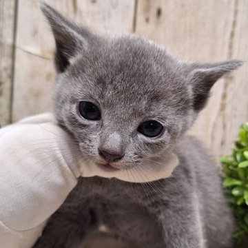 ロシアンブルー【千葉県・男の子・2023年12月13日・ブルー】の写真「このネコちゃんの見学は2月8日で終了となります」