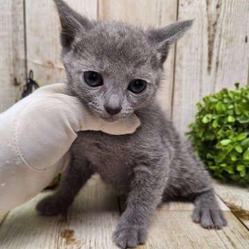 ロシアンブルー【千葉県・女の子・2024年1月3日・ブルー】の写真「このネコちゃんの見学は2月29日で終了となります」