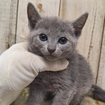 ロシアンブルー【千葉県・女の子・2024年1月24日・ブルー】の写真「このネコちゃんの見学は3月28日で終了となります」