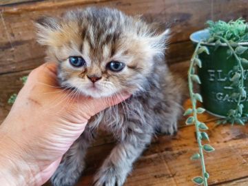 ペルシャ(チンチラ)【千葉県・女の子・2020年4月23日・チンチラゴールデン】の写真「このネコちゃんの見学は6月11日で終了となります」