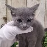 ロシアンブルー【千葉県・男の子・2024年10月22日・ブルー】の写真1