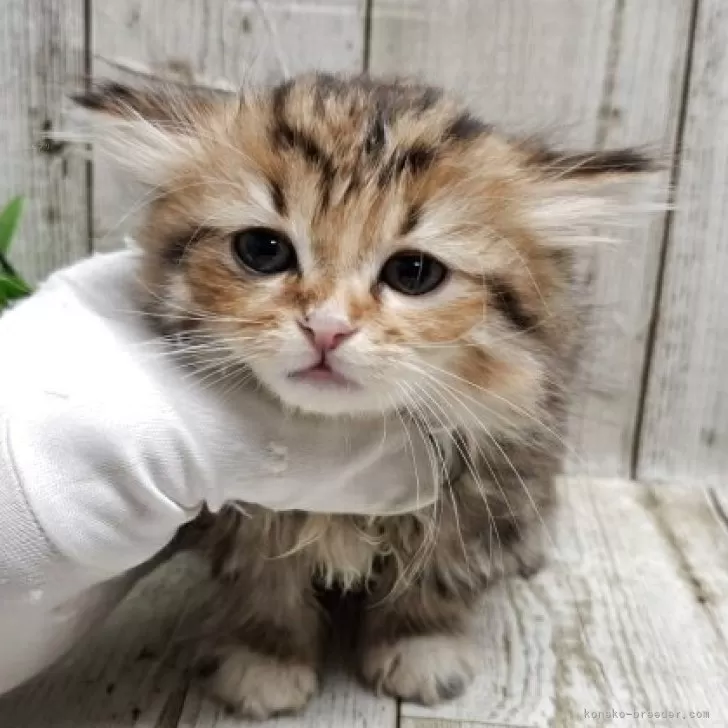 ミレー　犬を抱いた少女 My dog ​​stole the treat I bought for my sister and never