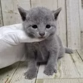 ロシアンブルー【千葉県・男の子・2026年2月18日・ブルー】の写真9