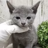 ロシアンブルー【千葉県・男の子・2025年7月10日・ブルー】の写真11