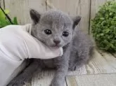 ロシアンブルー【千葉県・男の子・2025年2月19日・ブルー】の写真12