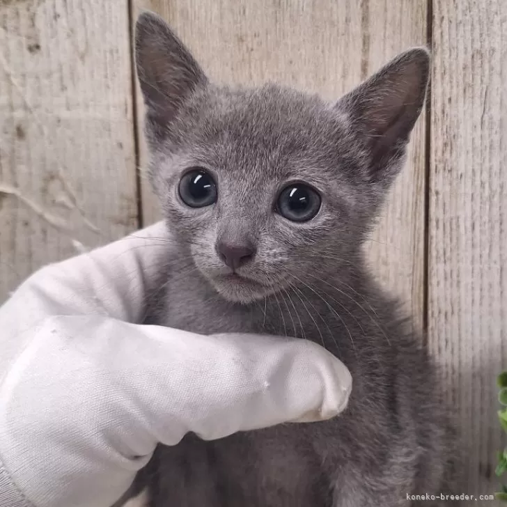 ID：2502-00986の子猫