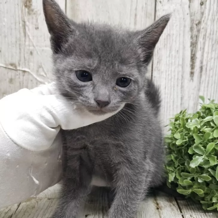 ID：2509-00161の子猫