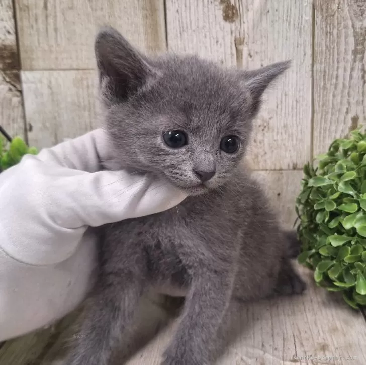 ID：2501-01052の子猫