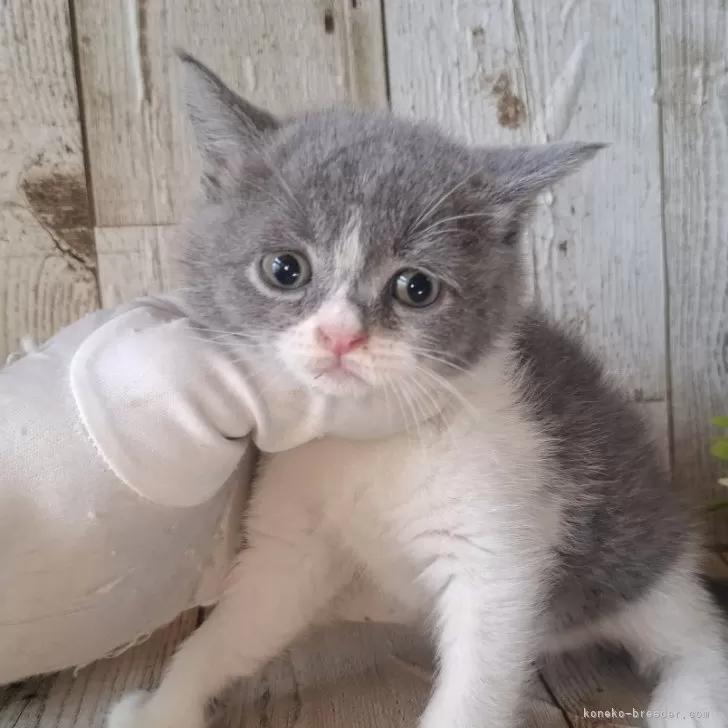 ブリティッシュショートヘア【千葉県・女の子・2025年9月4日
