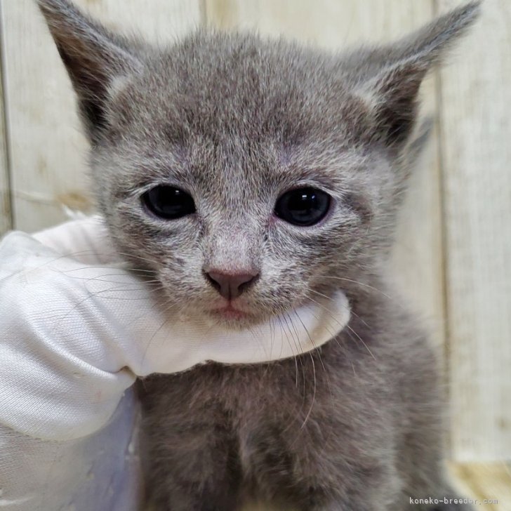 ブリーダー画像