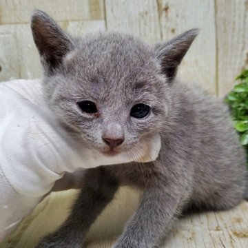 ロシアンブルー【千葉県・女の子・2025年9月18日・ブルー】の写真「このネコちゃんの見学は11月13日で終了となります」
