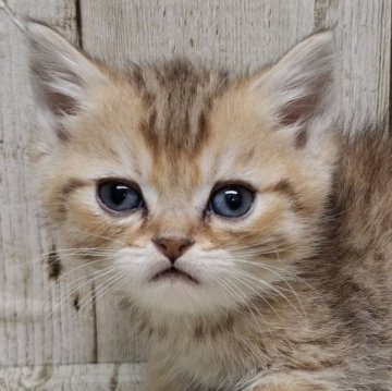 ミヌエット(長足)【千葉県・男の子・2025年10月30日・チンチラゴールデン】の写真「このネコちゃんの見学は12月25日で終了となります」
