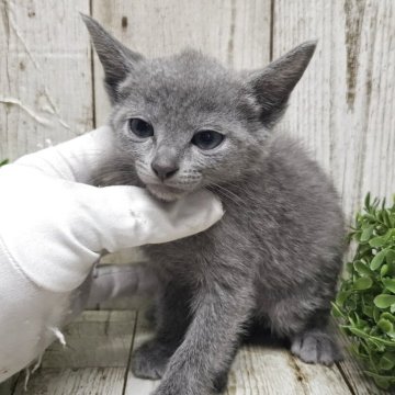 ロシアンブルー【千葉県・男の子・2025年6月5日・ブルー】の写真「このネコちゃんの見学は7月31日で終了となります」