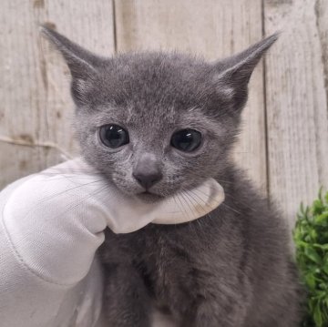 ロシアンブルー【千葉県・男の子・2025年1月8日・ブルー】の写真「このネコちゃんの見学は3月6日で終了となります」