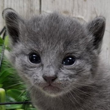 ロシアンブルー【千葉県・女の子・2025年11月12日・ブルー】の写真「このネコちゃんの見学受付は1月8日で終了となります」