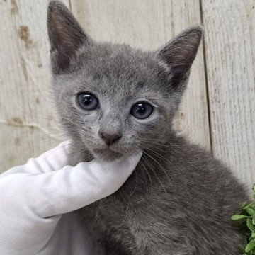 ロシアンブルー【千葉県・女の子・2025年9月18日・ブルー】の写真「このネコちゃんの見学は11月13日で終了となります」