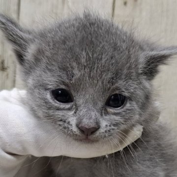 ロシアンブルー【千葉県・女の子・2025年11月12日・ブルー】の写真「このネコちゃんの見学受付は1月8日で終了となります」