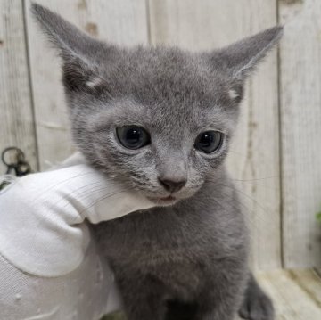 ロシアンブルー【千葉県・男の子・2025年9月18日・ブルー】の写真「このネコちゃんの見学は11月13日で終了となります」