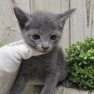 ロシアンブルー【千葉県・男の子・2025年8月14日・ブルー】の写真「このネコちゃんの見学は10月9日で終了となります」