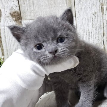 ブリティッシュショートヘア【千葉県・女の子・2025年5月15日・ブルー】の写真「このネコちゃんの見学は7月10日で終了となります」