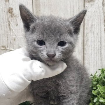 ロシアンブルー【千葉県・男の子・2025年7月30日・ブルー】の写真「このネコちゃんの見学は9月25日で終了となります」