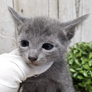 ロシアンブルー【千葉県・男の子・2025年3月13日・ブルー】の写真「このネコちゃんの見学は5月8日で終了となります」