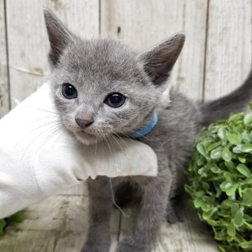 ロシアンブルー【千葉県・男の子・2025年7月10日・ブルー】の写真「このネコちゃんの見学は9月4日で終了となります」