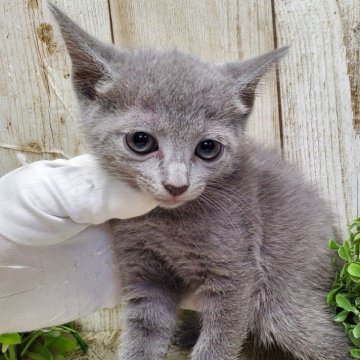 ロシアンブルー【千葉県・女の子・2025年8月27日・ブルー】の写真「このネコちゃんの見学は10月23日で終了となります」