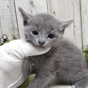 ロシアンブルー【千葉県・男の子・2025年4月17日・ブルー】の写真「このネコちゃんの見学は6月12日で終了となります」