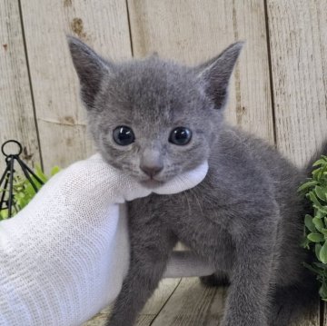 ロシアンブルー【千葉県・男の子・2025年2月19日・ブルー】の写真「このネコちゃんの見学は4月24日で終了となります」