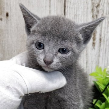 ロシアンブルー【千葉県・女の子・2025年4月9日・ブルー】の写真「このネコちゃんの見学は6月5日で終了となります」