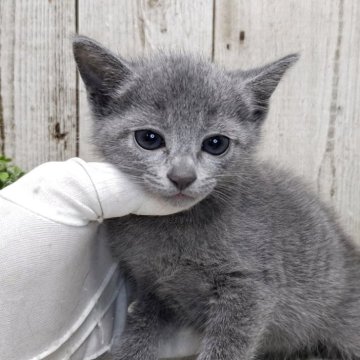 ロシアンブルー【千葉県・女の子・2025年4月17日・ブルー】の写真「このネコちゃんの見学は6月12日で終了となります」
